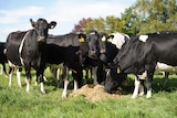 NZ dairy cows