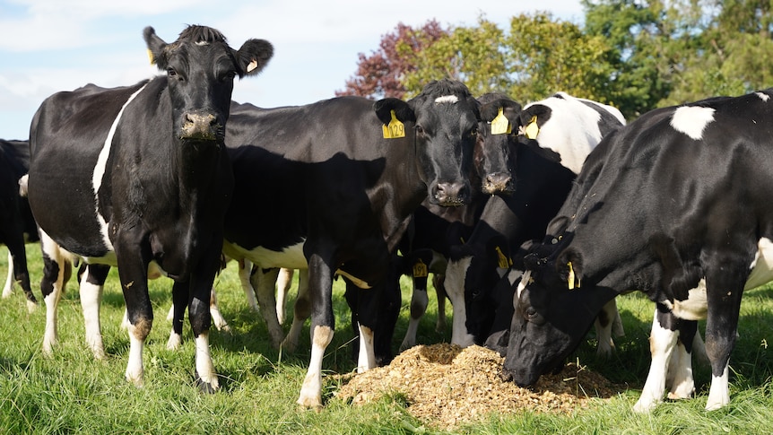 NZ dairy cows