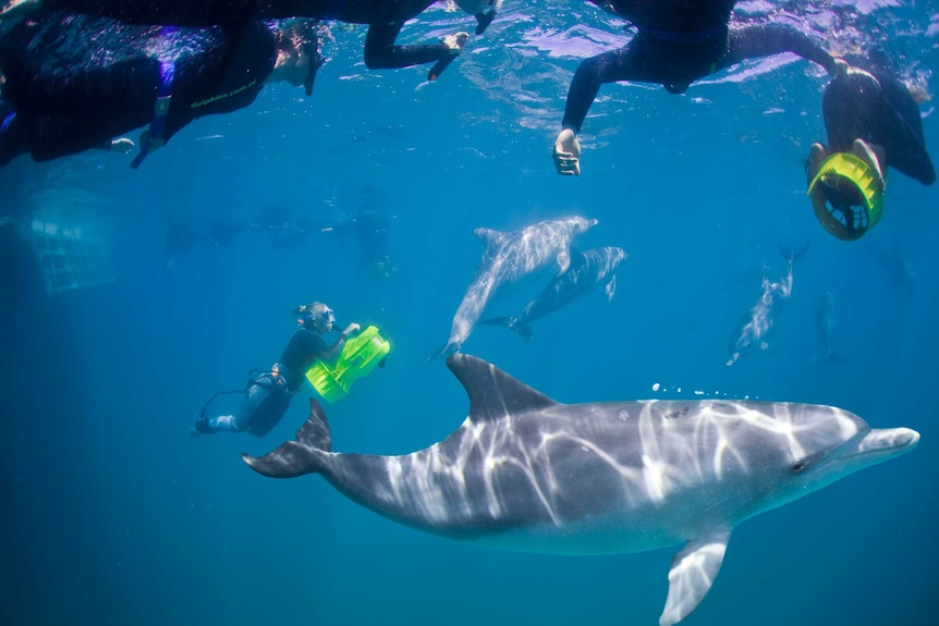 An underwater photo of people snorkelling with a dolphin.