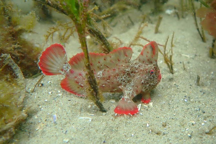A small, strange looking red and white fish with hand-like fins sits on the ocean floor. 