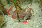 A small, strange looking red and white fish with hand-like fins sits on the ocean floor. 