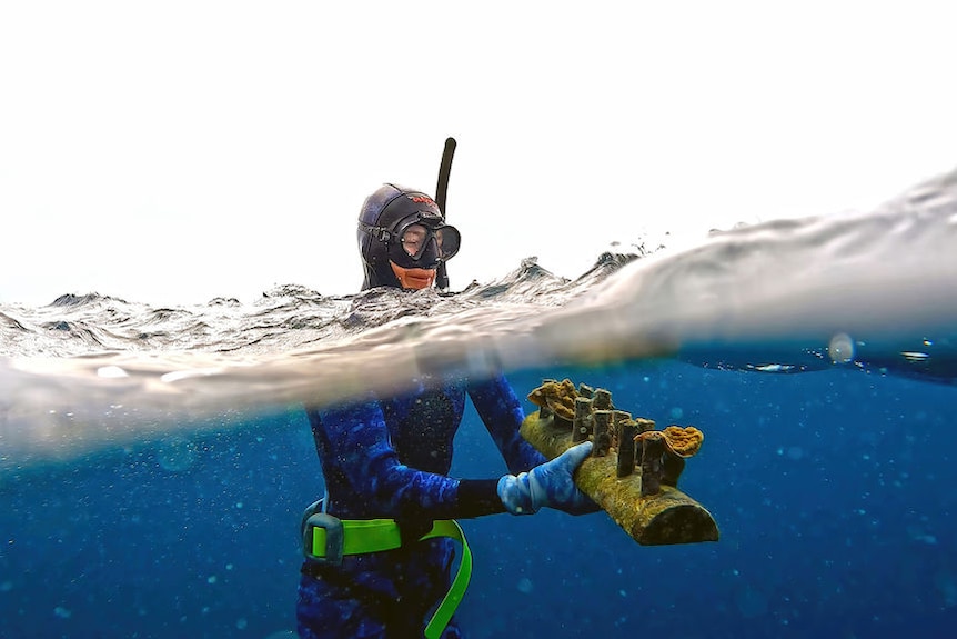 A snorkeller holds a plank with coral growing on it under water.