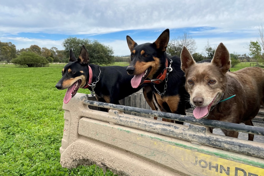 Three dogs on the back of the ute 