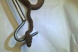 A suspected brown tree snake on a snake hook.