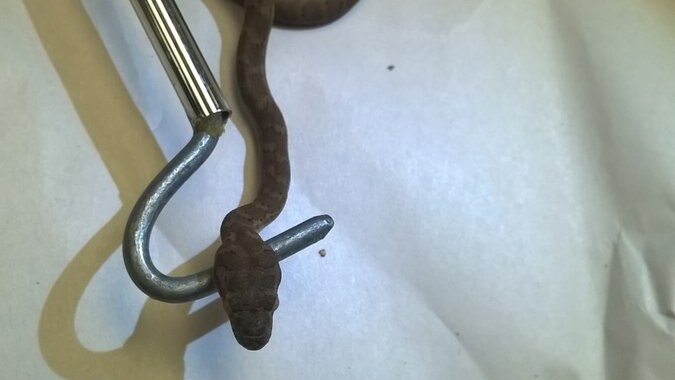 A suspected brown tree snake on a snake hook.