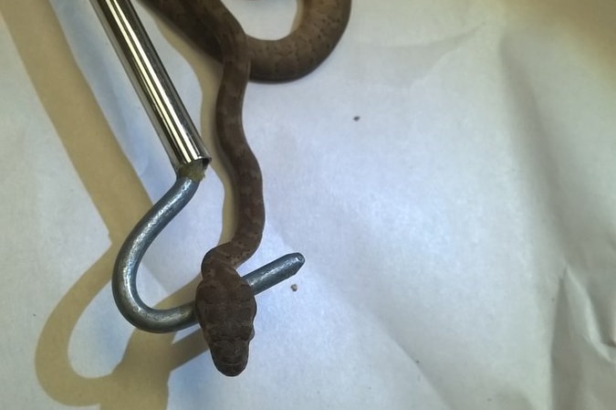 A suspected brown tree snake on a snake hook.