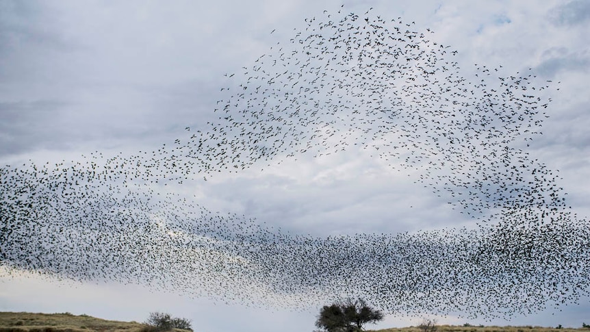 Budgerigars flock above a waterhole