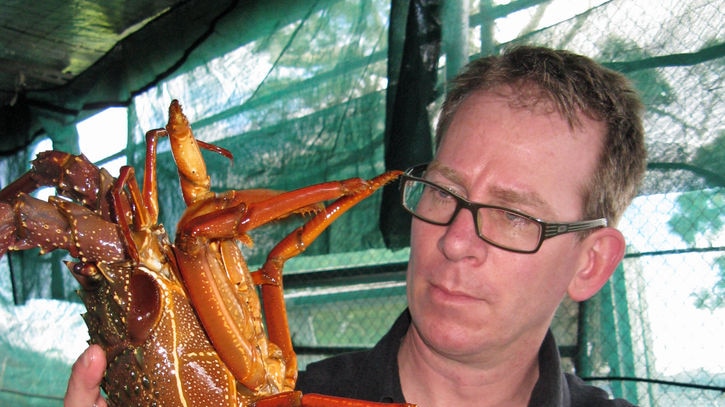 Rock lobster being held by Tasmanian marine researcher Caleb Gardener.