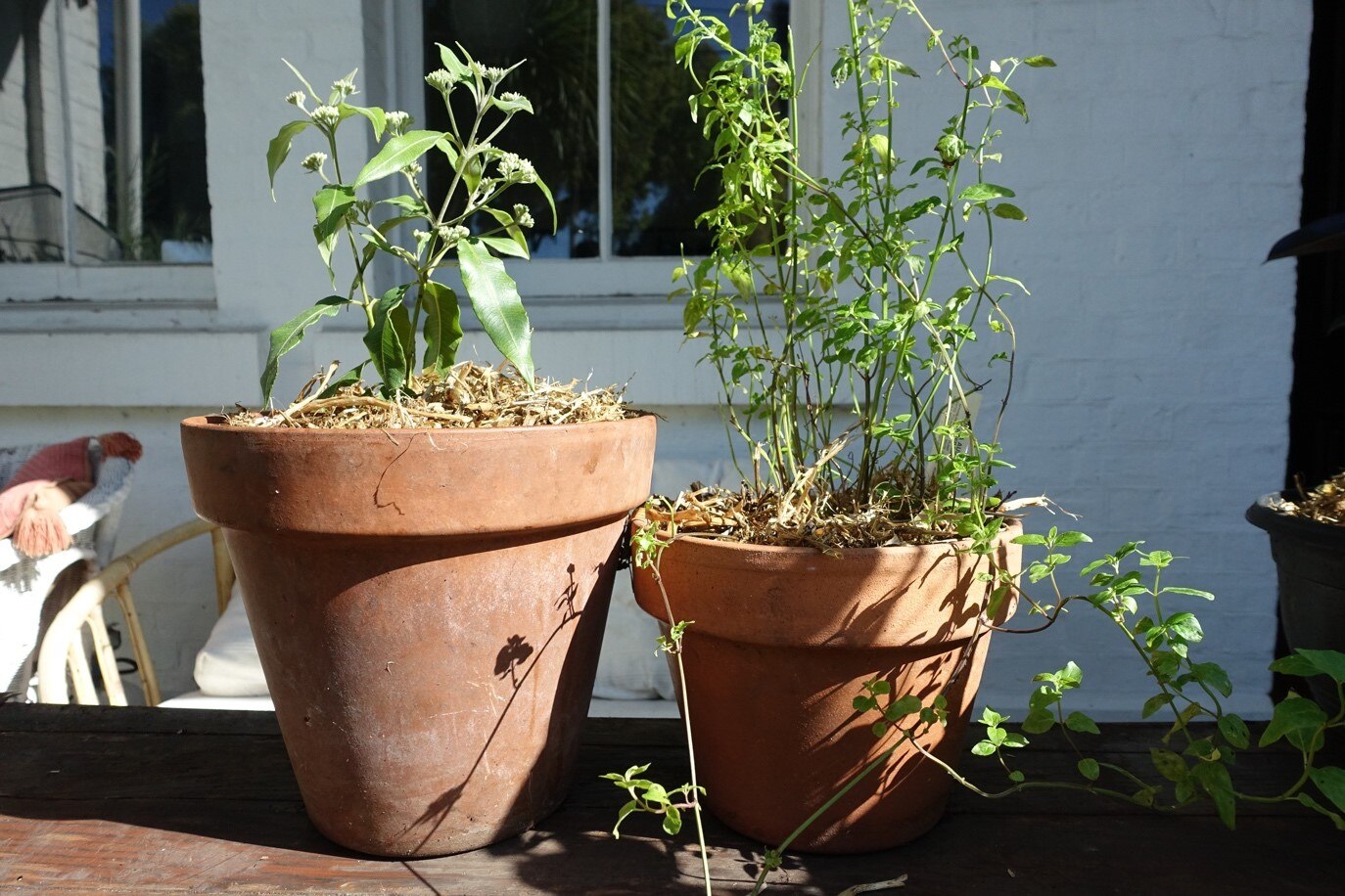A baby lemon myrtle tree growing in a pot beside a pot of native mint, bush foods you can grow at home.