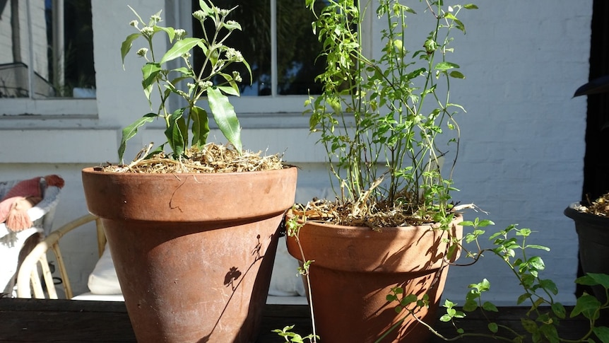 A baby lemon myrtle tree growing in a pot beside a pot of native mint, bush foods you can grow at home.