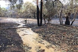 Heavy rains cause water to flow at the Sampson Flat fire ground