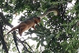 A python devours a possum in a tree