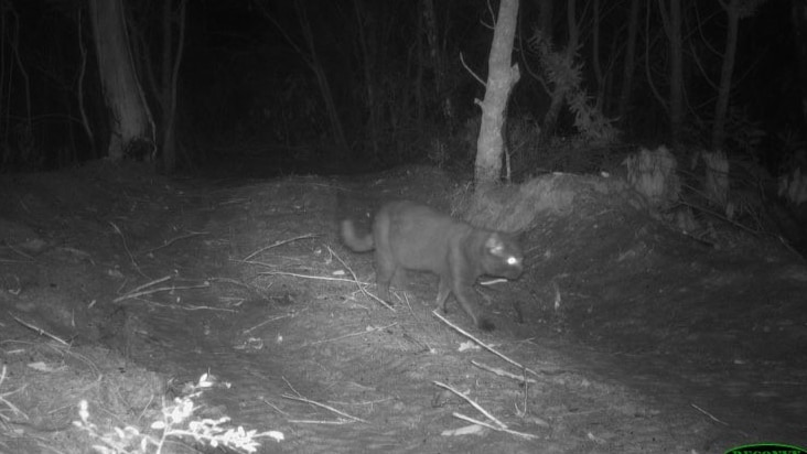 Night vision video of black feral cat