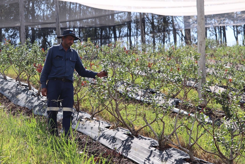 Stephen Thandi assessing his blueberry crop