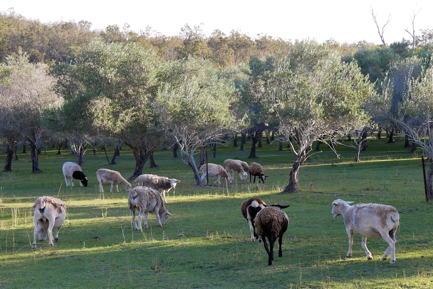 A flock of sheep graze lush green grass in an olive grove. They're shedding their wool. They're white, black and white & black
