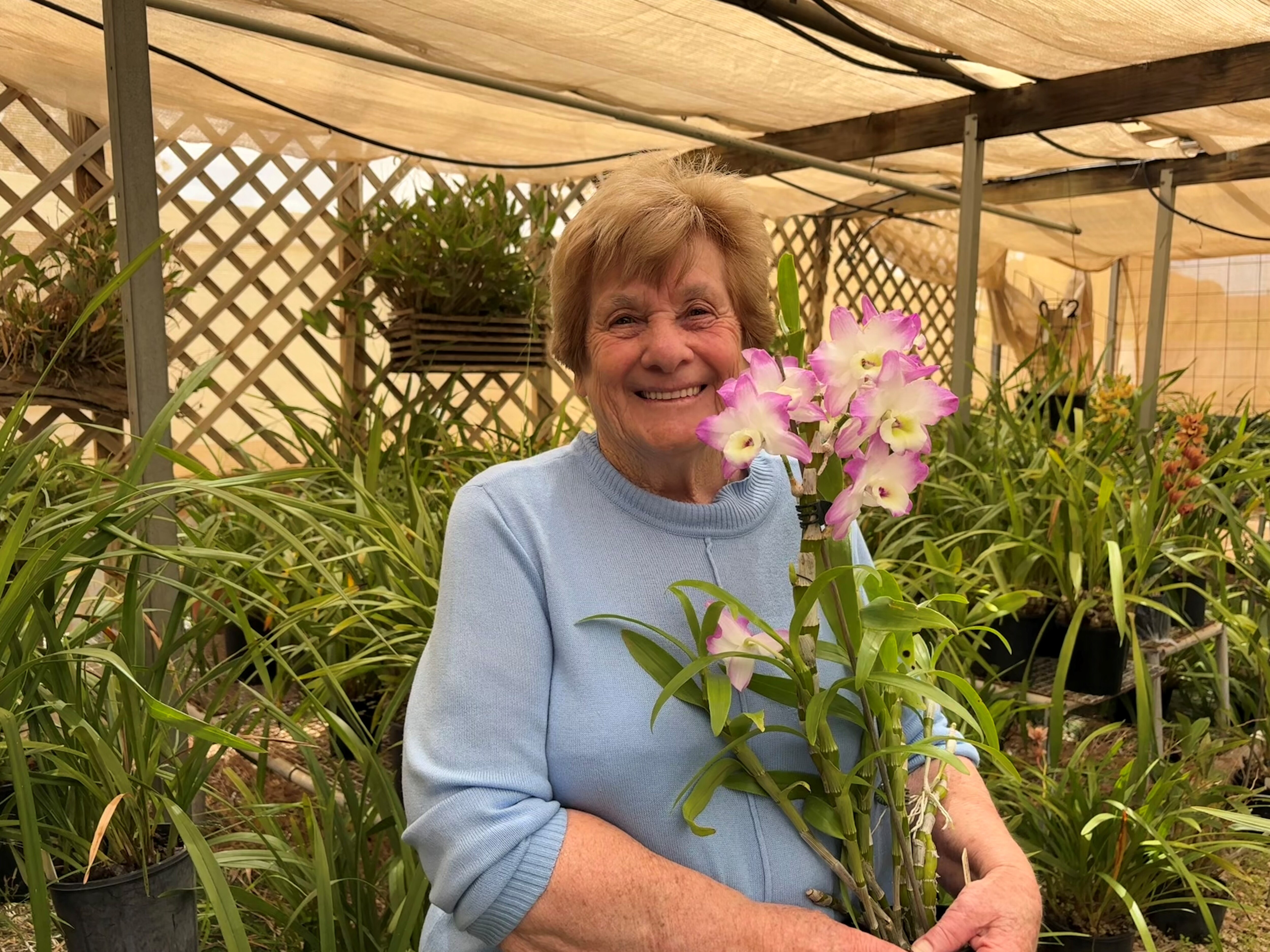 an elderly lady in a blue sweater holding an orchid in her home garden with more plants behind her