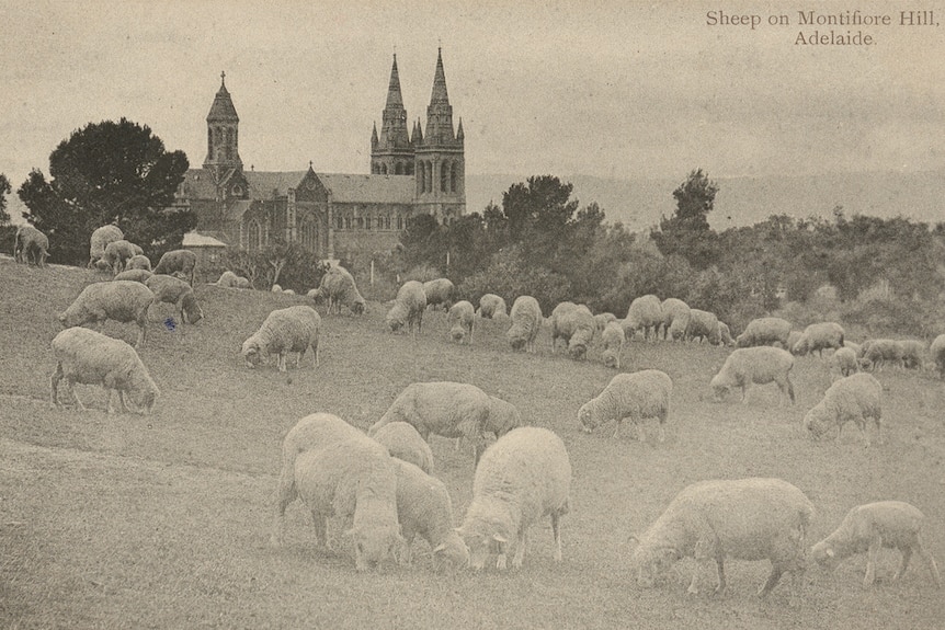 Curious Parklands sheep