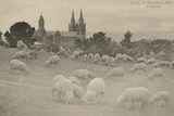 Curious Parklands sheep