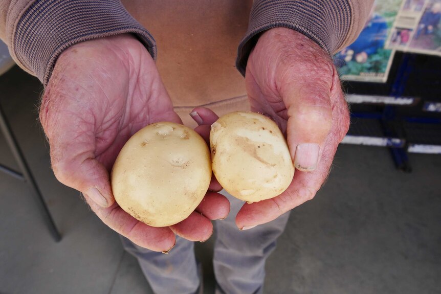 A man holds two white potatoes.
