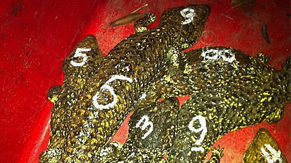 Sleepy lizards with their racing numbers