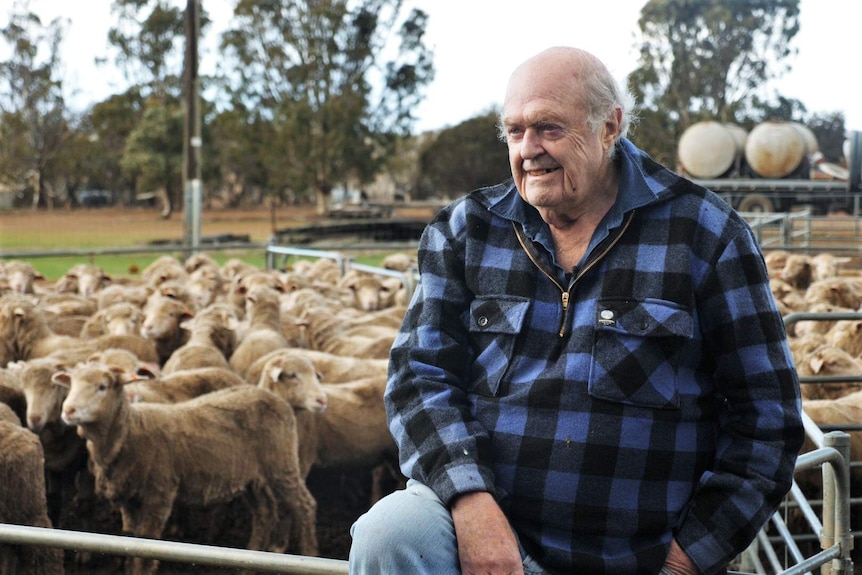 An elderly man in a blue-checked shirt sits on the railing of a pen containing sheep