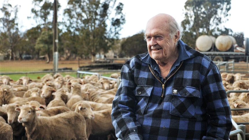 An elderly man in a blue-checked shirt sits on the railing of a pen containing sheep
