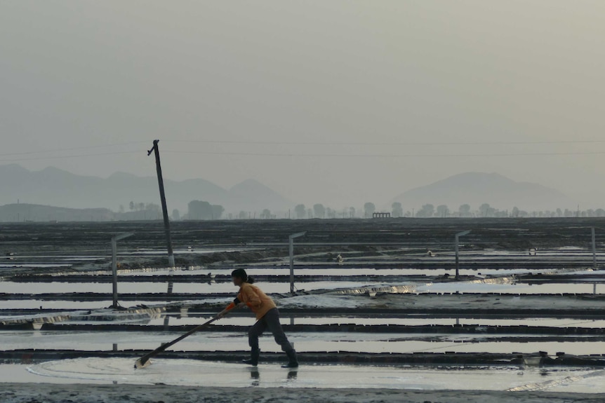 North Korean salt production workers