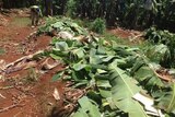 Infected trees at Tully are being destroyed on a block that will never be used again to grow bananas
