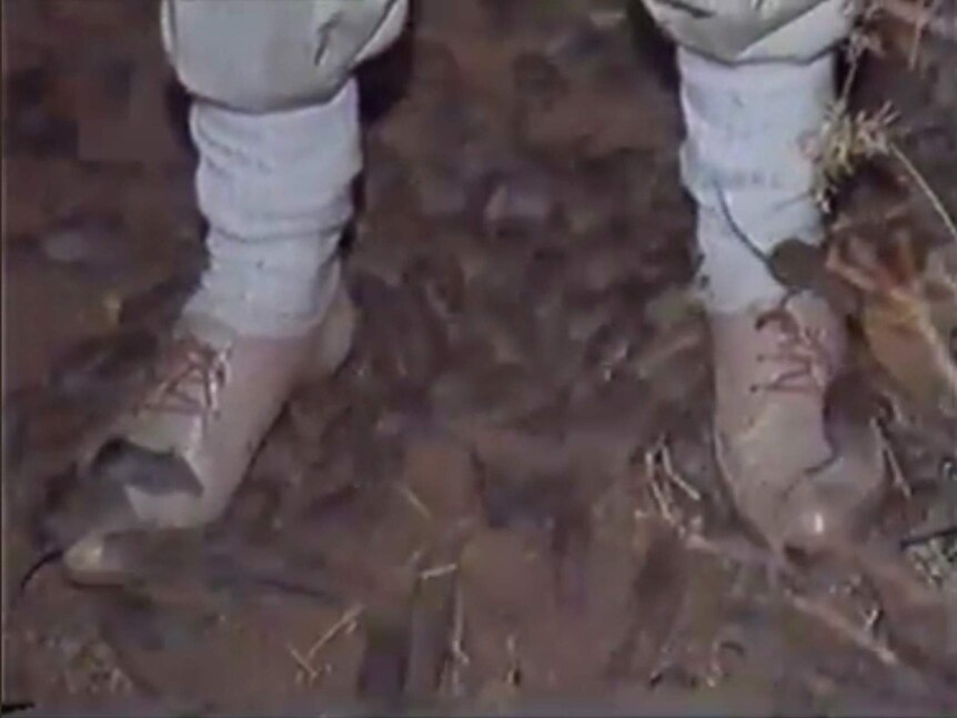 Screengrab of blurry news footage showing the feet of a man with trousers tucked into socks, surrounded by mice.