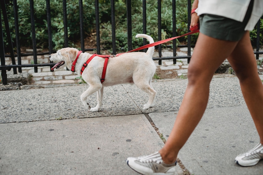 A dog is walking on the sidewalk on a leash, you can see a pair of human legs.