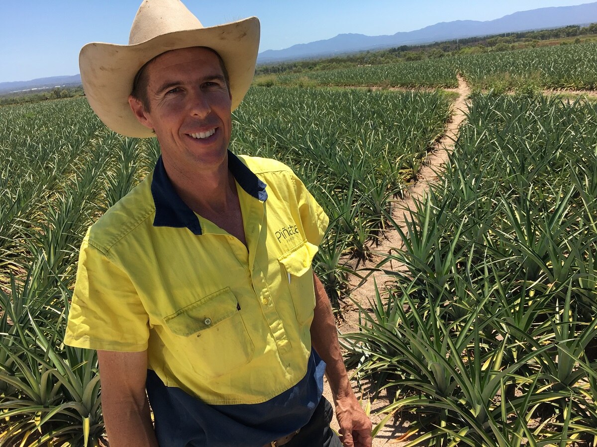 'Mareeba Gold' variety continues to shine despite unseasonal lull in