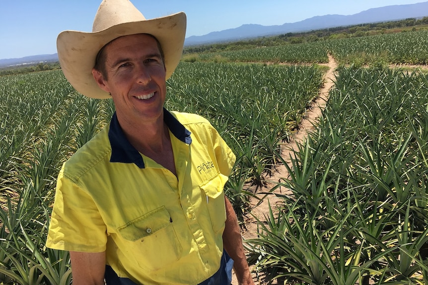A grower stands in front of acres and acres of pineapples, on a farm in Mareeba