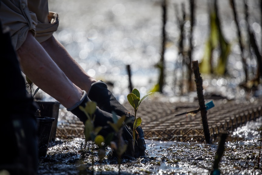 People work together on the silty shores of Western Port Bay trying to regenerate the mangroves to prevent erosion.