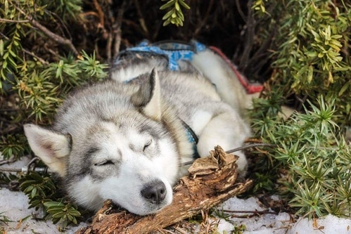 Sleeping husky