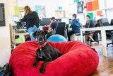 A dog sitting on a red bean bag in an office space