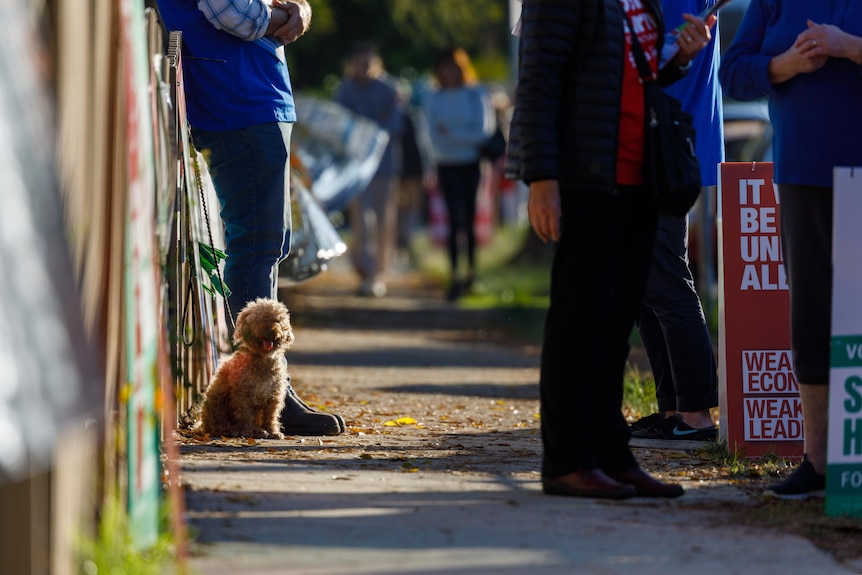 A small, fluffy dog near a polling booth.