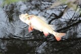 Collie mass fish deaths