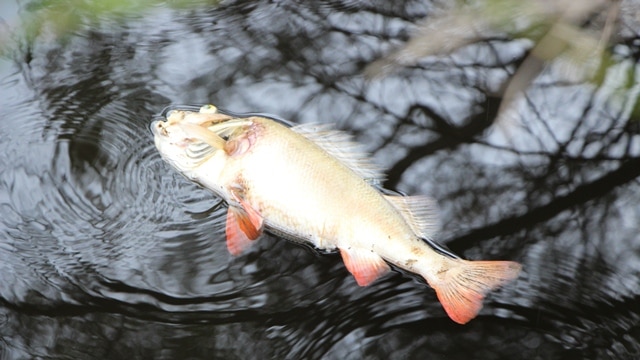 Collie mass fish deaths