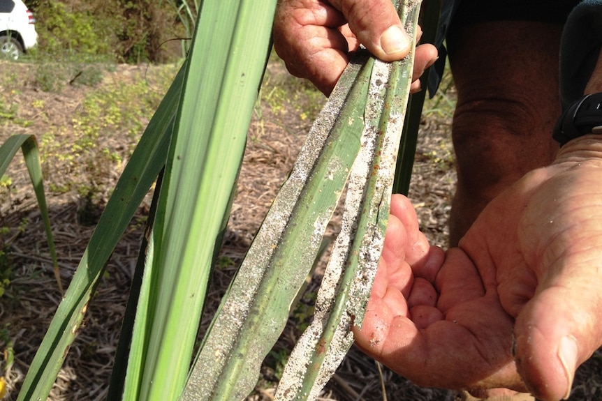 White mould-like substance on sugarcane leaves
