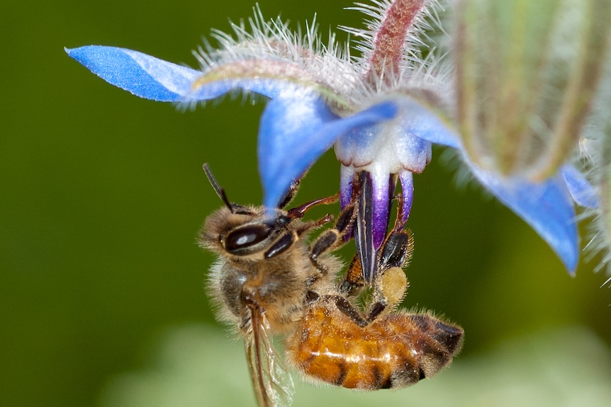 A honey bee on a blue flower.