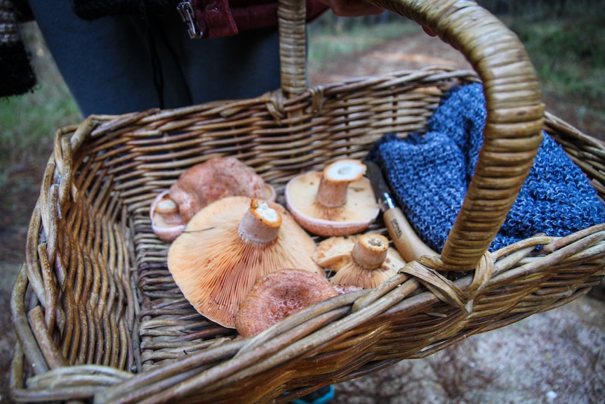 Lactarius deliciosus otherwise known as saffron milk cap mushrooms in a cane basket.