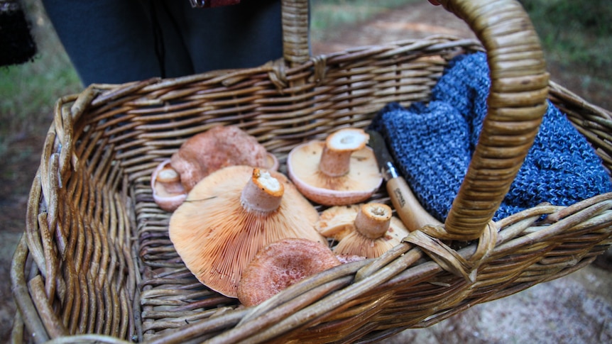 Lactarius deliciosus otherwise known as saffron milk cap mushrooms in a cane basket.