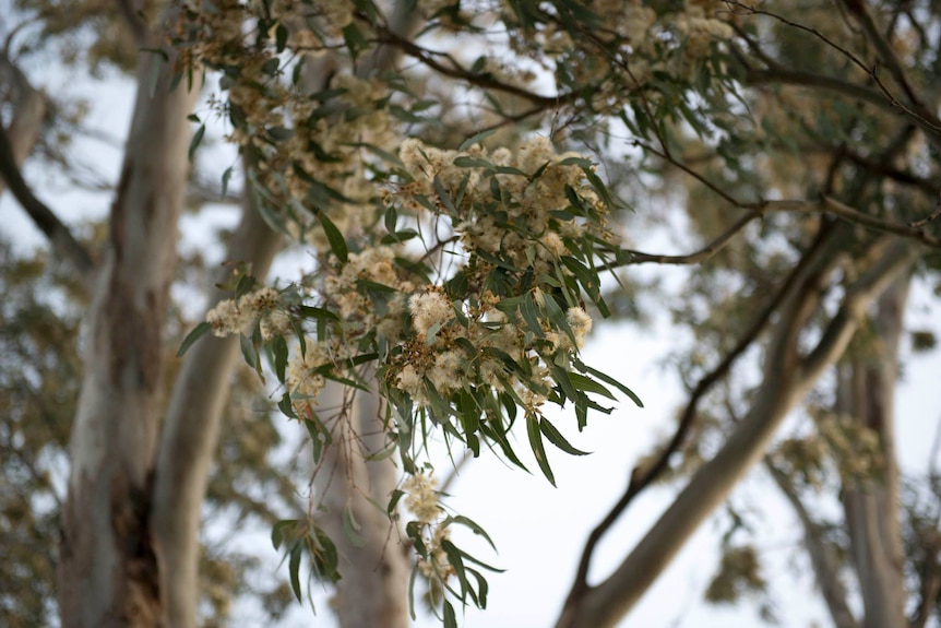 A close up of a blossom on a gum tree