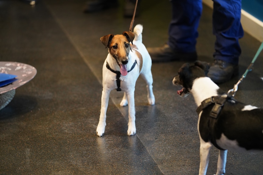 A tan and white dog in a harness.