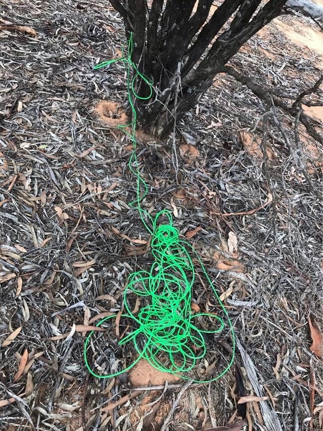 Green chord wrapped around a tree in Norseman.