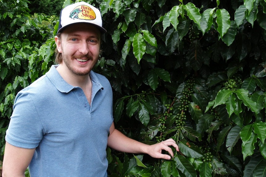 Coffee grower Sam Williams is standing next to a coffee tree with green coffee beans.