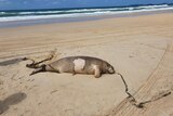 A dead dugong lies on the sand with rusty, heavy chains wrapped around its tail.