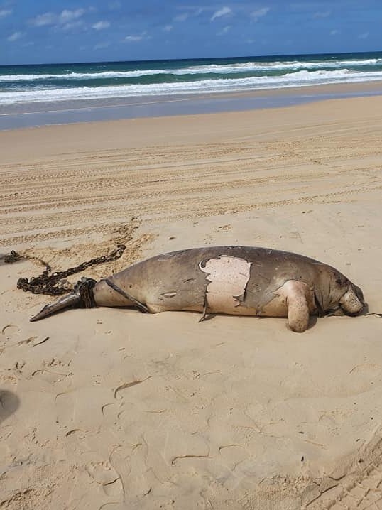 A dead dugong lies on the sand with rusty, heavy chains wrapped around its tail.