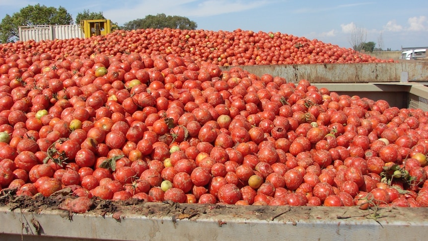 Processing tomatoes destined for cans in northern Victoria.