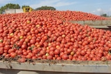 A bin full of tomatoes.